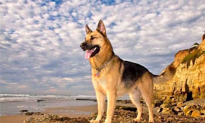 Cómo entrenar a un Pastor Alemán para ser un perro guardián